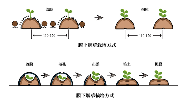 農(nóng)地膜：農(nóng)業(yè)生產(chǎn)的得力助手
